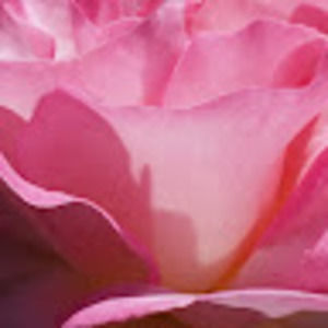 Meet your Posher, April